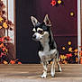 Jack a rejoint le concours — aidez-le/la à gagner de superbes lots ! alert, animal, autumn, background, black_and_white, chihuahua, cute, decor, dog, ears_up, fall, fall_leaves, indoor, pet, portrait, pumpkins, seasonal, small_dog, standing, wooden_surface