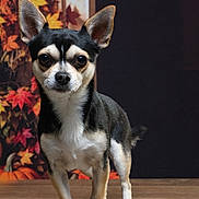 Jack a rejoint le concours — aidez-le/la à gagner de superbes lots ! alert, animal, autumn, background, black_and_tan, chihuahua, cute, decor, dog, ears_up, fall_leaves, indoor, pet, portrait, pumpkin, seasonal, small_dog, standing, studio_photo, wooden_surface