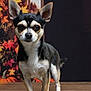 alert, animal, autumn, background, black_and_tan, chihuahua, cute, decor, dog, ears_up, fall_leaves, indoor, pet, portrait, pumpkin, seasonal, small_dog, standing, studio_photo, wooden_surface