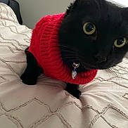 Salem joined the competition — help win amazing prizes! cat, black_cat, red_sweater, sweater, bed, bedding, comforter, close_up, pet, collar, tag, eyes, whiskers, indoor, cozy, knit_texture, black_fur, window, soda_can, blanket