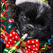 Arthur a rejoint le concours — aidez-le/la à gagner de superbes lots ! dog, black_dog, party_hat, bow_tie, polka_dot, sleeping, party_blower, curled_ribbons, holiday, festive, close_up, cute, pet, celebration, colorful, cozy, animal, portrait, christmas_sweater, adorable
