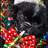 dog, black_dog, party_hat, bow_tie, polka_dot, sleeping, party_blower, curled_ribbons, holiday, festive, close_up, cute, pet, celebration, colorful, cozy, animal, portrait, christmas_sweater, adorable