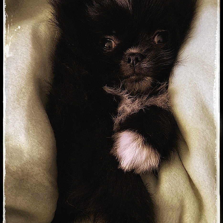 Arthur participe au concours pour gagner de l'argent avec cette photo : puppy, dog, black_fur, white_fur, blanket, snuggled, cute, pet, animal, closeup, portrait, soft_texture, cozy, fur, small, young, indoors, resting, wide_eyes, vintage_filter