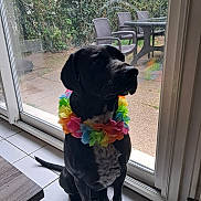 Scotty participe au concours pour gagner de l'argent avec cette photo : animal, black_dog, calm, chair, daylight, dog, domestic, flower_lei, garden, glass_door, indoor, leash, patio, pet, quiet, reflection, sitting, table, tile_floor, window