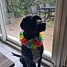 animal, black_dog, calm, chair, daylight, dog, domestic, flower_lei, garden, glass_door, indoor, leash, patio, pet, quiet, reflection, sitting, table, tile_floor, window