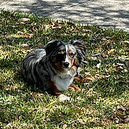 Bru joined the competition — help win amazing prizes! dog, grass, outdoor, sunlight, shadow, animal, pet, nature, leaf, relaxing, canine, fur, mammal, resting, daylight, greenery, plant, sidewalk, tricolor, quiet
