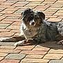 Bru joined the competition — help win amazing prizes! dog, australian_shepherd, lying_down, outdoor, sunlight, cobblestone, pavement, pet, canine, fur, animal, relaxed, resting, collar, tag, daylight, nature, mammal, domestic_animal, quiet