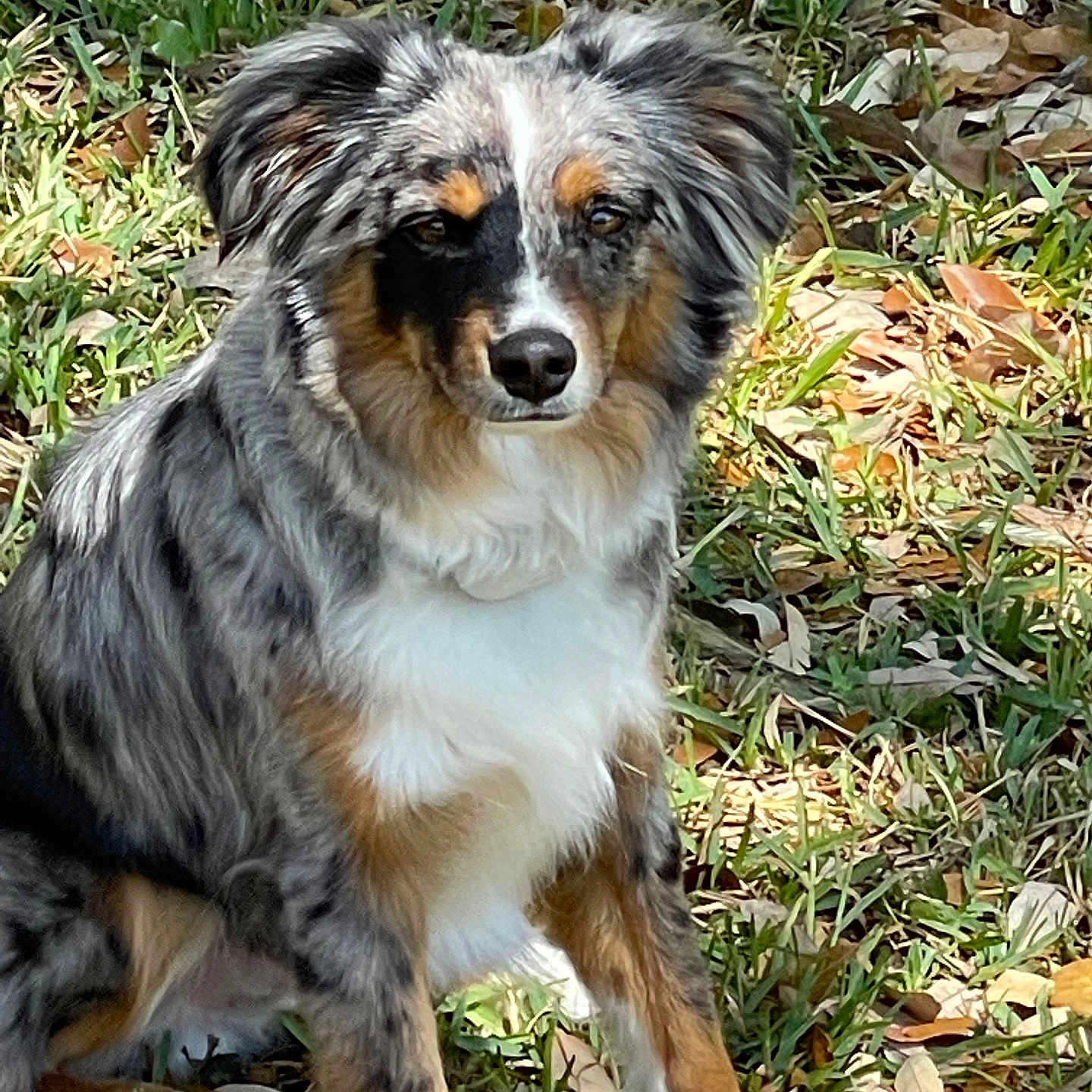 Bru is registered to the contest to win money with this photo: animal, animal_face, australian_shepherd, black, brown, canine, dog, ears, eyes, fur, grass, leaves, nature, outdoor, pet, portrait, sitting, sunlight, tan, white