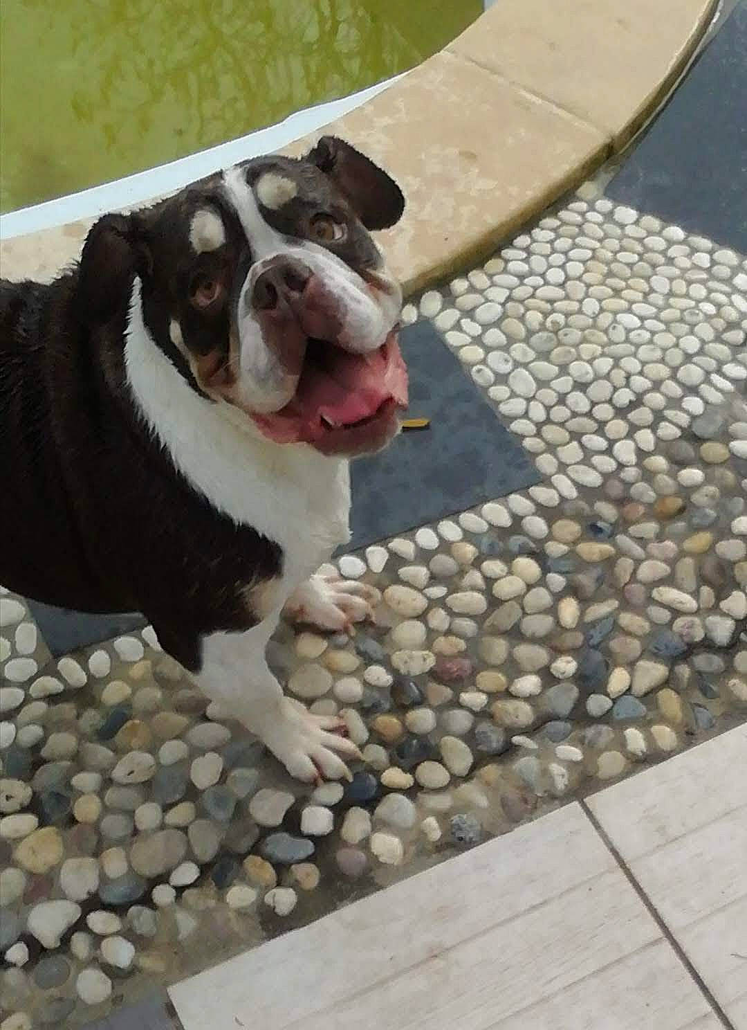 Molly a rejoint le concours — aidez-le/la à gagner de superbes lots ! asphalt, bulldog, canidae, carnivore, cobblestone, collar, companion_dog, concrete, dog, dog_breed, dog_collar, fawn, flagstone, flooring, grass, leash, road_surface, sidewalk, snout, sporting_group