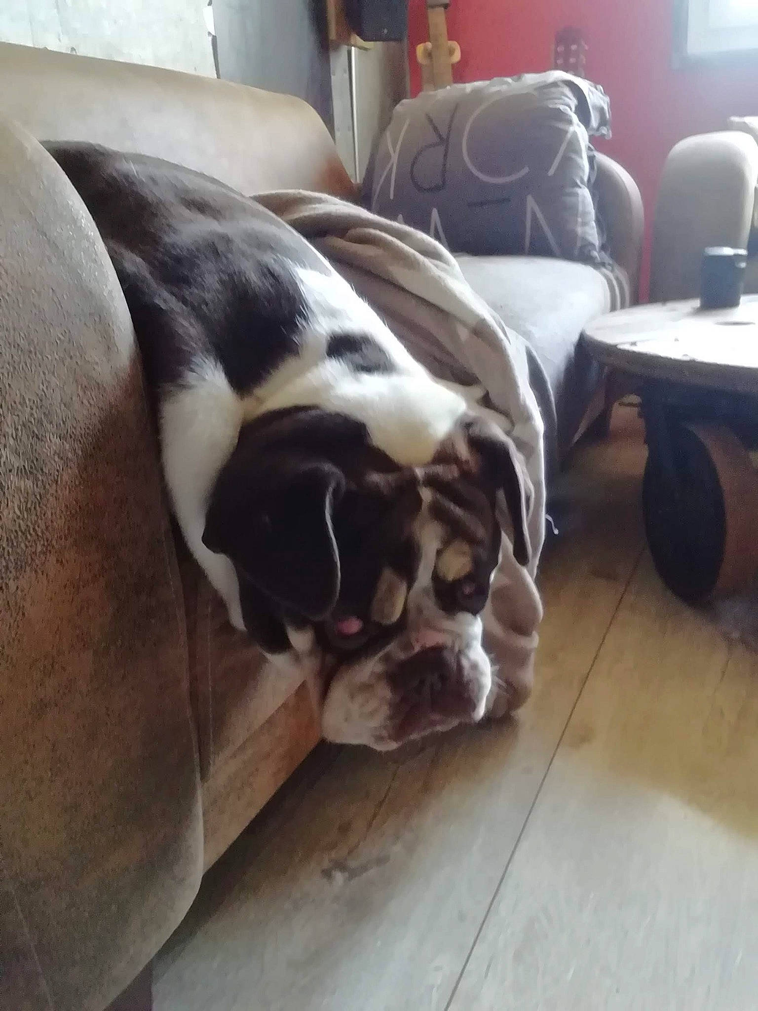 Molly a rejoint le concours — aidez-le/la à gagner de superbes lots ! bulldog, carnivore, comfort, companion_dog, dog, dog_breed, fawn, felidae, floor, flooring, fur, hardwood, liver, snout, sporting_group, tail, whiskers, wood, wood_flooring, working_animal