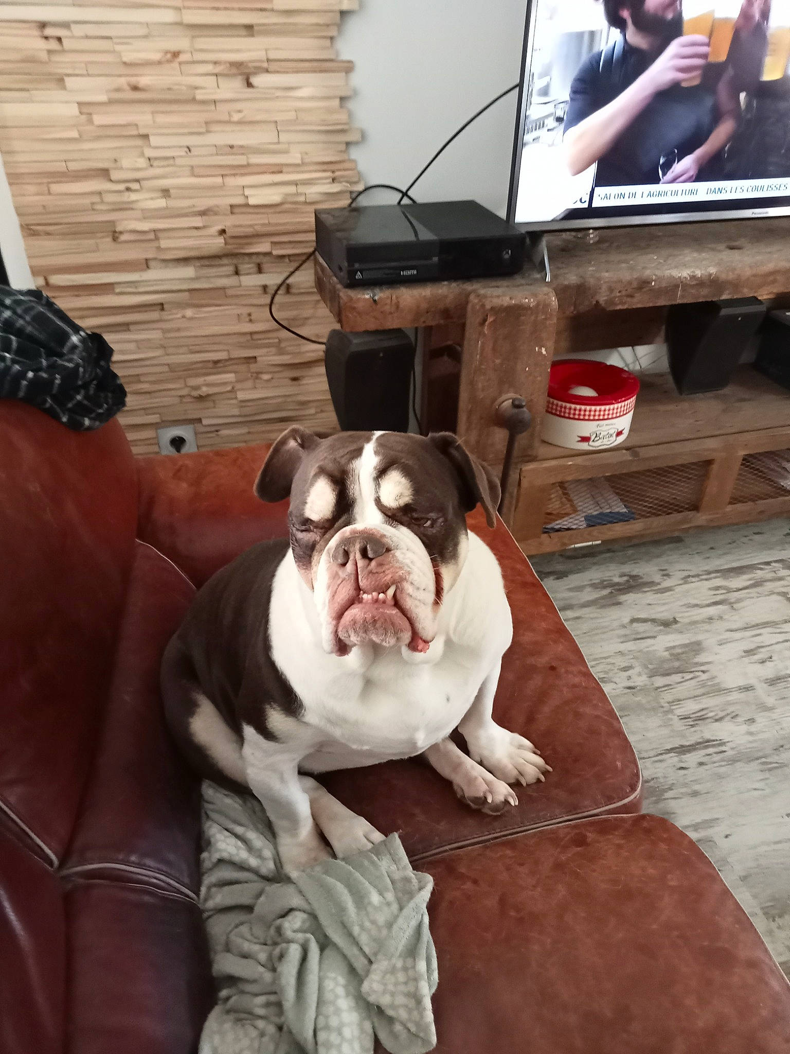 Molly a rejoint le concours — aidez-le/la à gagner de superbes lots ! canidae, carnivore, comfort, companion_dog, couch, dog, dog_breed, entertainment_center, fawn, flooring, fur, home_appliance, liver, output_device, snout, sporting_group, television, television_set, wood, working_animal