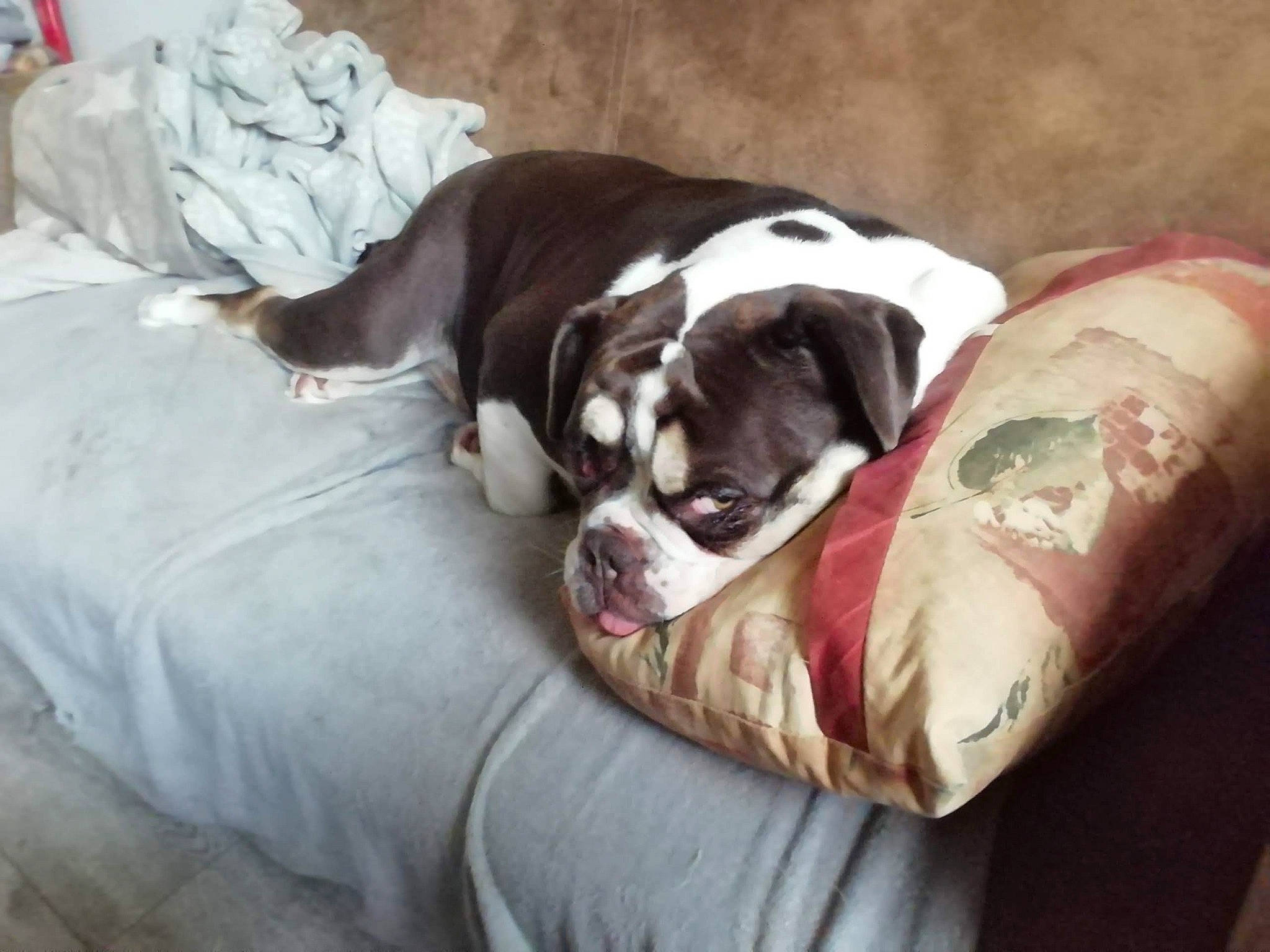 Molly a rejoint le concours — aidez-le/la à gagner de superbes lots ! bored, boston_terrier, canidae, carnivore, comfort, companion_dog, couch, dog, dog_breed, dog_supply, fawn, fur, linens, liver, nap, non_sporting_group, sporting_group, toy_dog, working_animal