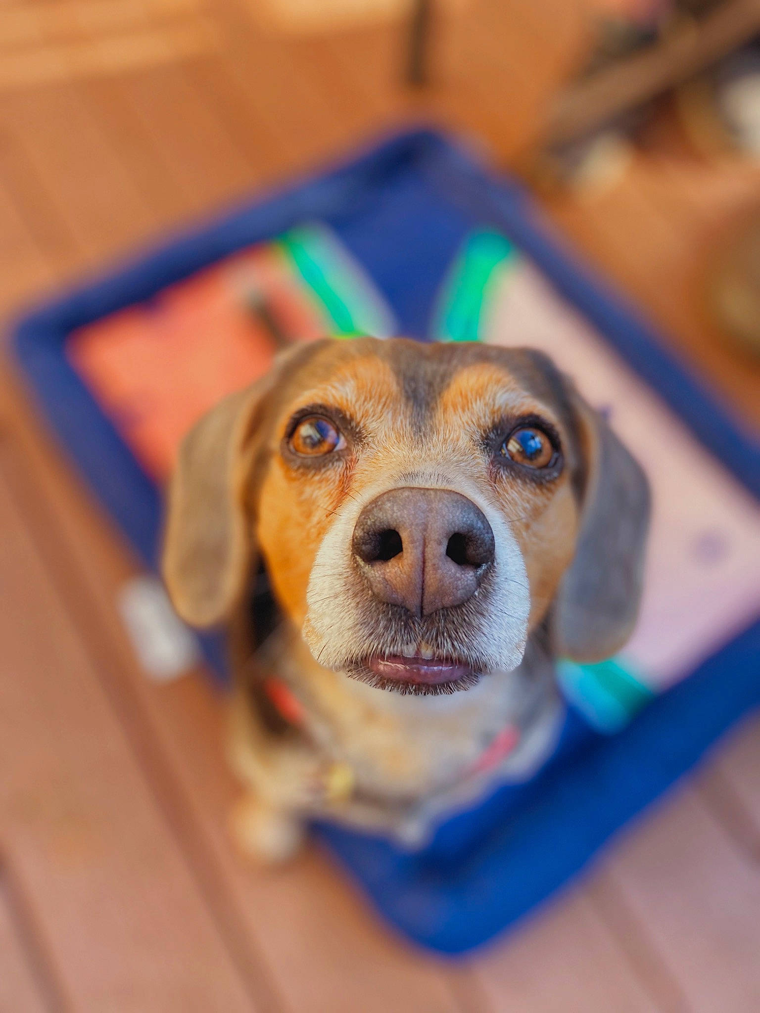 Josie joined the competition — help win amazing prizes! beagador, beagle, canidae, carnivore, dog, dog_breed, eye, harrier, pocket_beagle, puppy, snout, whiskers