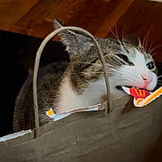 Shadow joined the competition — help win amazing prizes! cat, paper_bag, carpet, wooden_floor, curious, bite, indoor, pet, playful, whiskers, tabby, white_fur, ears, close_up, animal, domestic_cat, household, flooring, cardboard, handle