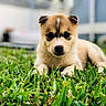puppy, dog, grass, outdoor, portrait, close_up, floppy_ears, golden_coat, brown_and_white, black_nose, dark_eyes, lying_down, lawn, nature, animal, pet, cute, adorable, blurred_background, photography