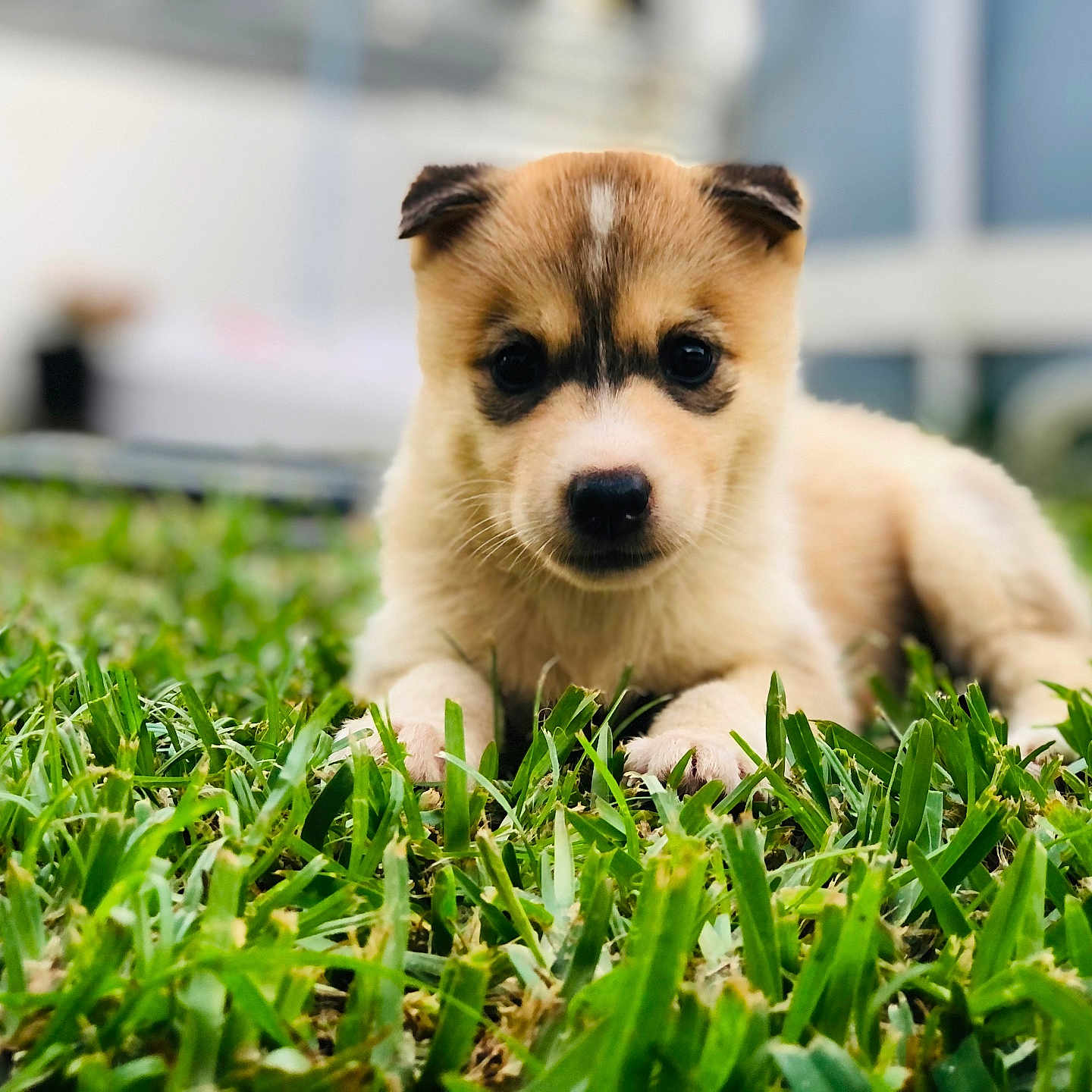 Luna participe au concours pour gagner de l'argent avec cette photo : puppy, dog, grass, outdoor, portrait, close_up, floppy_ears, golden_coat, brown_and_white, black_nose, dark_eyes, lying_down, lawn, nature, animal, pet, cute, adorable, blurred_background, photography