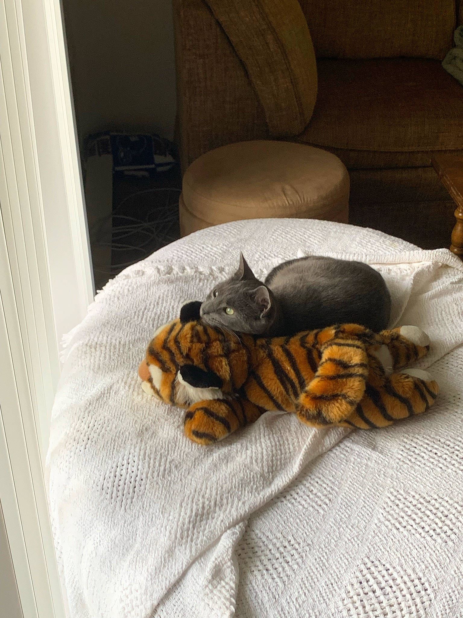 Kenny joined the competition — help win amazing prizes! carnivore, chair, claw, comfort, couch, fawn, felidae, floor, flooring, fur, hardwood, linens, pattern, paw, room, small_to_medium_sized_cats, tail, terrestrial_animal, whiskers, wood