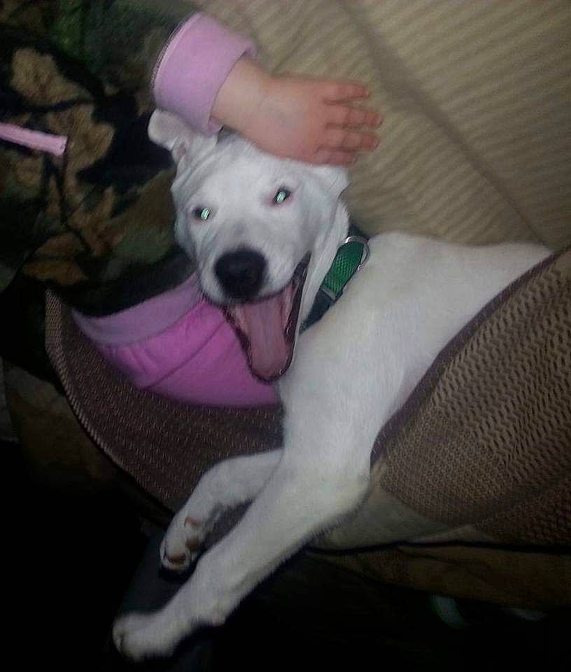 Kane is registered to the contest to win money with this photo: canidae, carnivore, companion_dog, dog, dog_breed, dogo_argentino, dogo_guatemalteco, ear, fawn, guard_dog, mammal, non_sporting_group, puppy, rare_breed_dog, sporting_group, tail, vertebrate