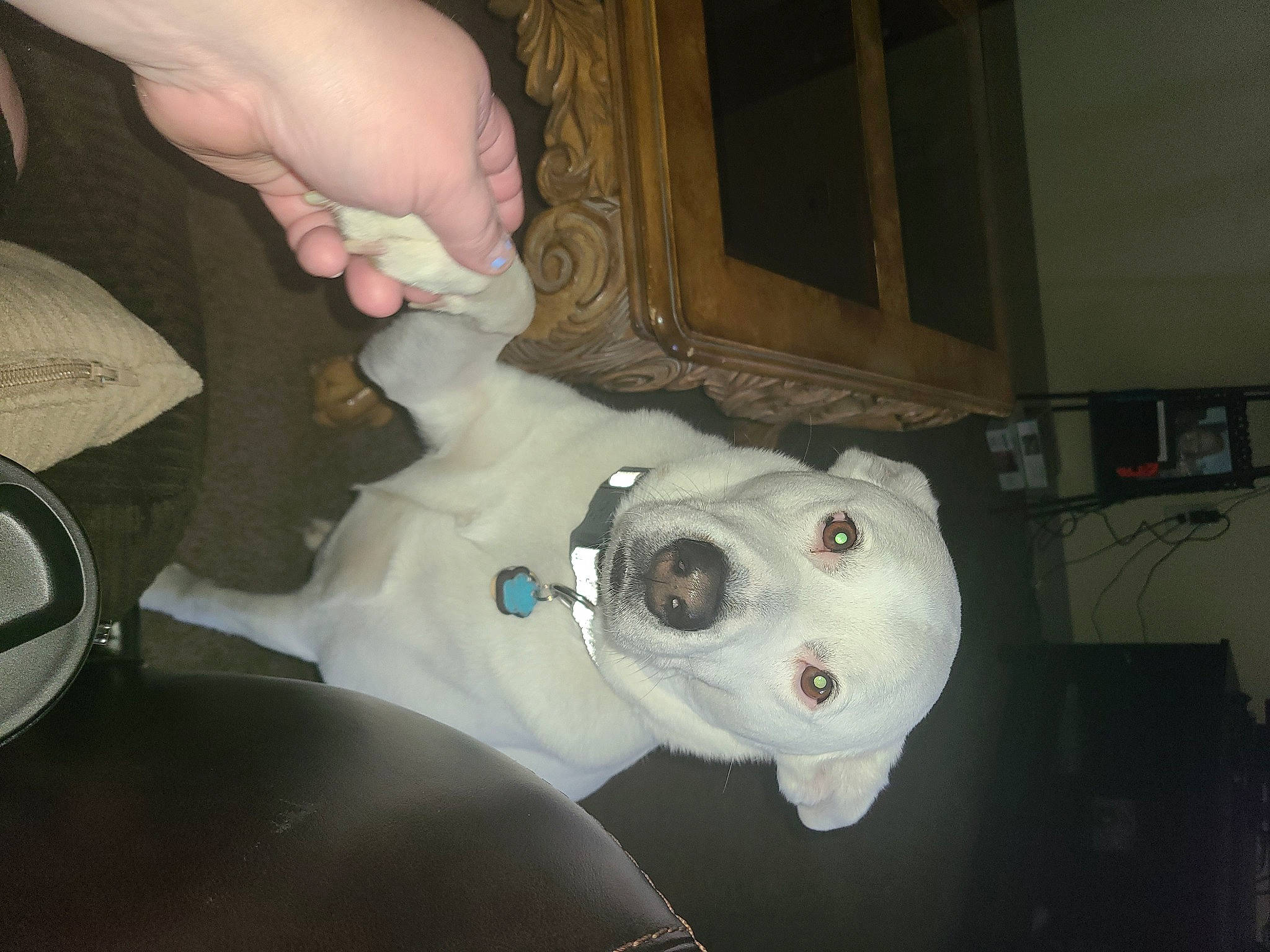 Kane is registered to the contest to win money with this photo: american_bulldog, bulldog, canidae, carnivore, companion_dog, dog, dog_breed, ear, fawn, head, non_sporting_group, pit_bull, puppy, selfie, snout, sporting_group