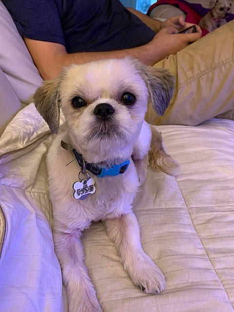 Chip joined the competition — help win amazing prizes! canidae, carnivore, collar, companion_dog, dog, dog_breed, dog_clothes, dog_collar, dog_supply, eyewear, fawn, fur, maltepoo, pet_supply, small_terrier, snout, sporting_group, terrier, toy_dog, working_animal