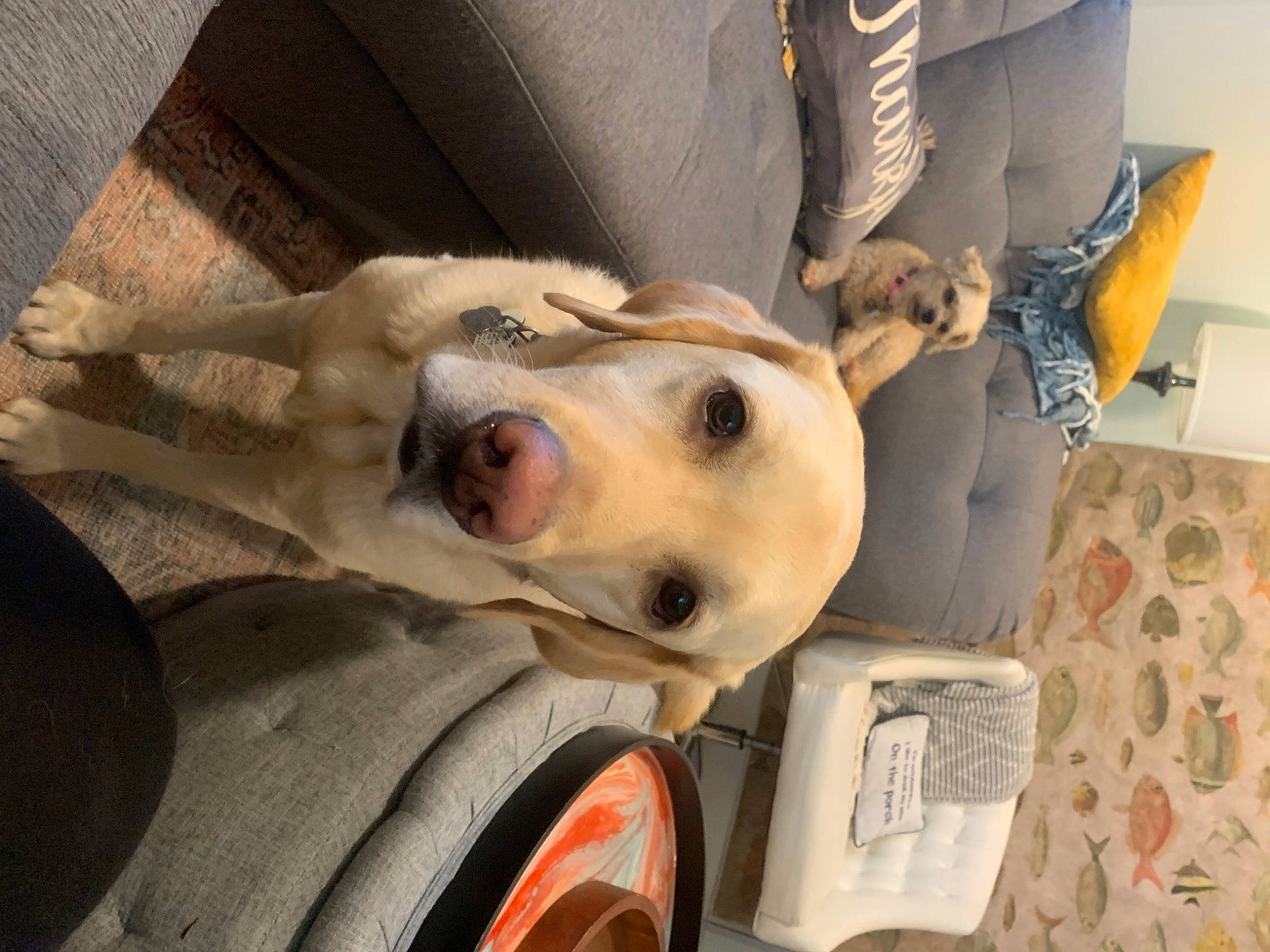 Emma is registered to the contest to win money with this photo: canidae, carnivore, companion_dog, dog, dog_breed, dog_supply, fawn, fur, guard_dog, non_sporting_group, retriever, selfie, snout, sporting_group, street_dog, whiskers, working_animal