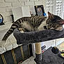 cat, tabby, sleeping, cat_tree, indoor, pet, feline, plush, paw, relaxed, home, fireplace, decor, window_shutters, photograph, toy, hanging_ball, furniture, cozy, resting