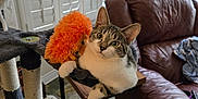 Mercedes is registered to the contest to win money with this photo: cat, tabby, pet, animal, feline, toy, stuffed_animal, orange, cat_tree, indoor, living_room, leather_couch, window_shutters, carpet, furniture, curious, relaxed, domestic, cute, cozy
