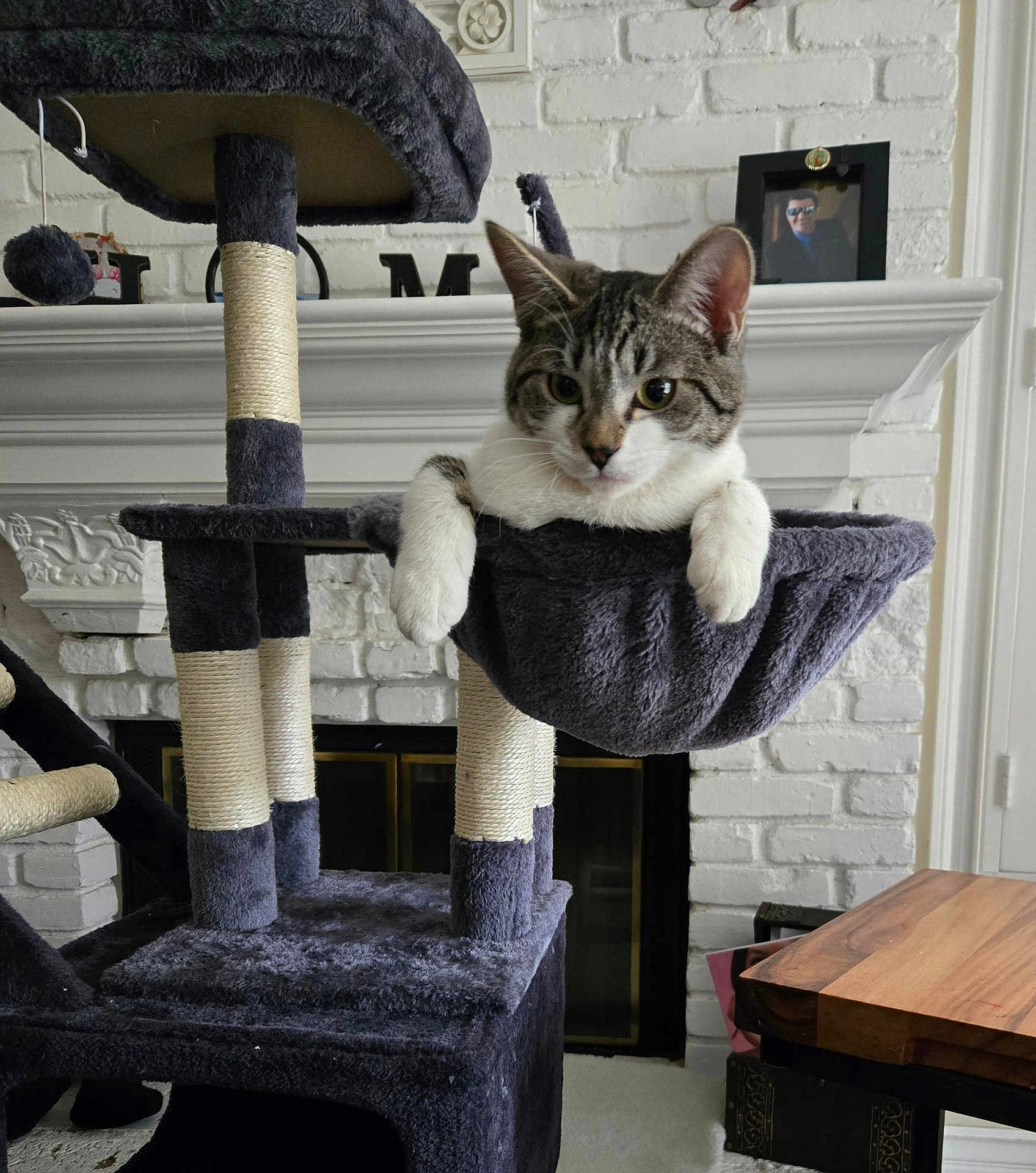 Mercedes joined the competition — help win amazing prizes! cat, tabby, cat_tree, hammock, indoor, furniture, fireplace, white_brick, wooden_table, pet, animal, relaxed, paws, home, cozy, curious, mammal, domestic, resting, fur