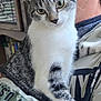 cat, tabby_cat, person, face, arm, green_eyes, indoor, furniture, cabinet, clothing, shirt, text_print, close_up, pet, animal, domestic_animal, curious, holding, portrait, cozy