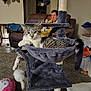 Mercedes is registered to the contest to win money with this photo: cat, cat_tree, hammock, tabby_cat, person, couch, living_room, toy, carpet, leather_furniture, pillow, indoor, relaxed, pet, furniture, home, sitting, eating, decor, hanging_toy