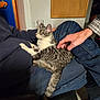 Mercedes is registered to the contest to win money with this photo: cat, tabby_cat, person, hand, lap, jeans, sweater, indoor, petting, relaxation, seated, plaid, bulletin_board, plaque, glass, floor_tile, comfort, animal, domestic_cat, feline