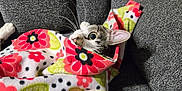 Mercedes joined the competition — help win amazing prizes! animal, blanket, cat, colorful, comfort, couch, cozy, curious, cute, domestic, feline, floral_pattern, gray, indoor, laying, pet, relaxed, resting, soft, whiskers