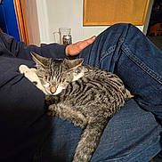 Mercedes is registered to the contest to win money with this photo: cat, kitten, sleeping, lap, person, hand, blue_jeans, sweatshirt, indoor, bulletin_board, award, framed_picture, feline, pet, resting, cozy, casual_clothing, striped_fur, domestic_animal, relaxation
