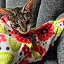 cat, tabby, blanket, floral_pattern, couch, cozy, indoor, pet, feline, curious, closeup, fur, whiskers, relaxed, seated, soft, colorful, texture, comfort, resting