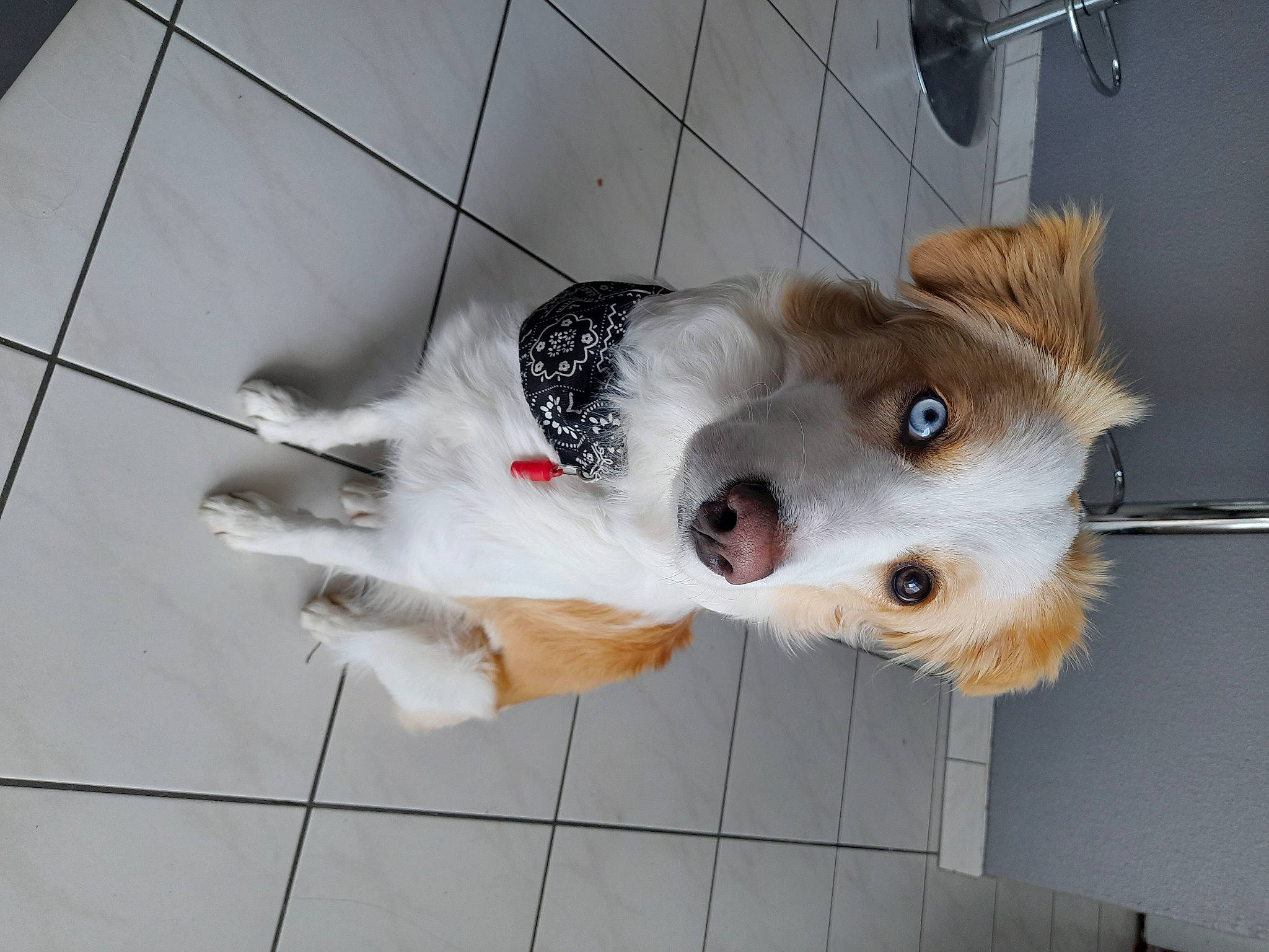 Tessa a rejoint le concours — aidez-le/la à gagner de superbes lots ! canidae, carnivore, collar, companion_dog, dog, dog_breed, dog_supply, fawn, floor, flooring, fur, non_sporting_group, paw, pet_supply, snout, sporting_group, tail, tile_flooring, whiskers, working_animal