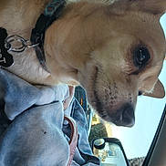 Tommy joined the competition — help win amazing prizes! canidae, carnivore, collar, comfort, companion_dog, dog, dog_breed, dog_collar, dog_supply, fawn, fur, non_sporting_group, pet_supply, snout, sporting_group, whiskers, working_animal