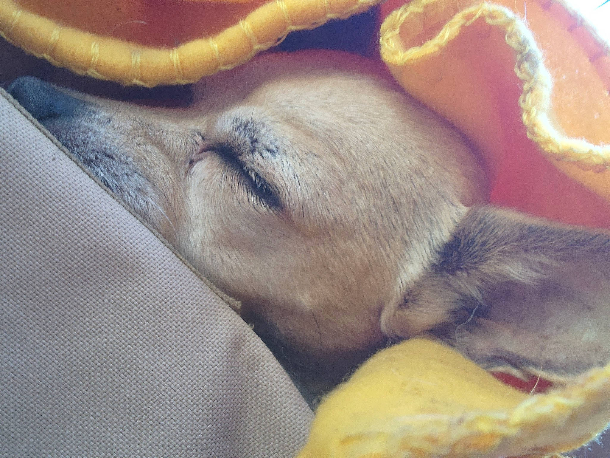 Tommy joined the competition — help win amazing prizes! bitter_orange, carnivore, citrus, comfort, companion_dog, dog, dog_breed, fawn, felidae, foot, fruit, fur, human_leg, paw, rangpur, snout, tangelo, tangerine, whiskers, working_animal