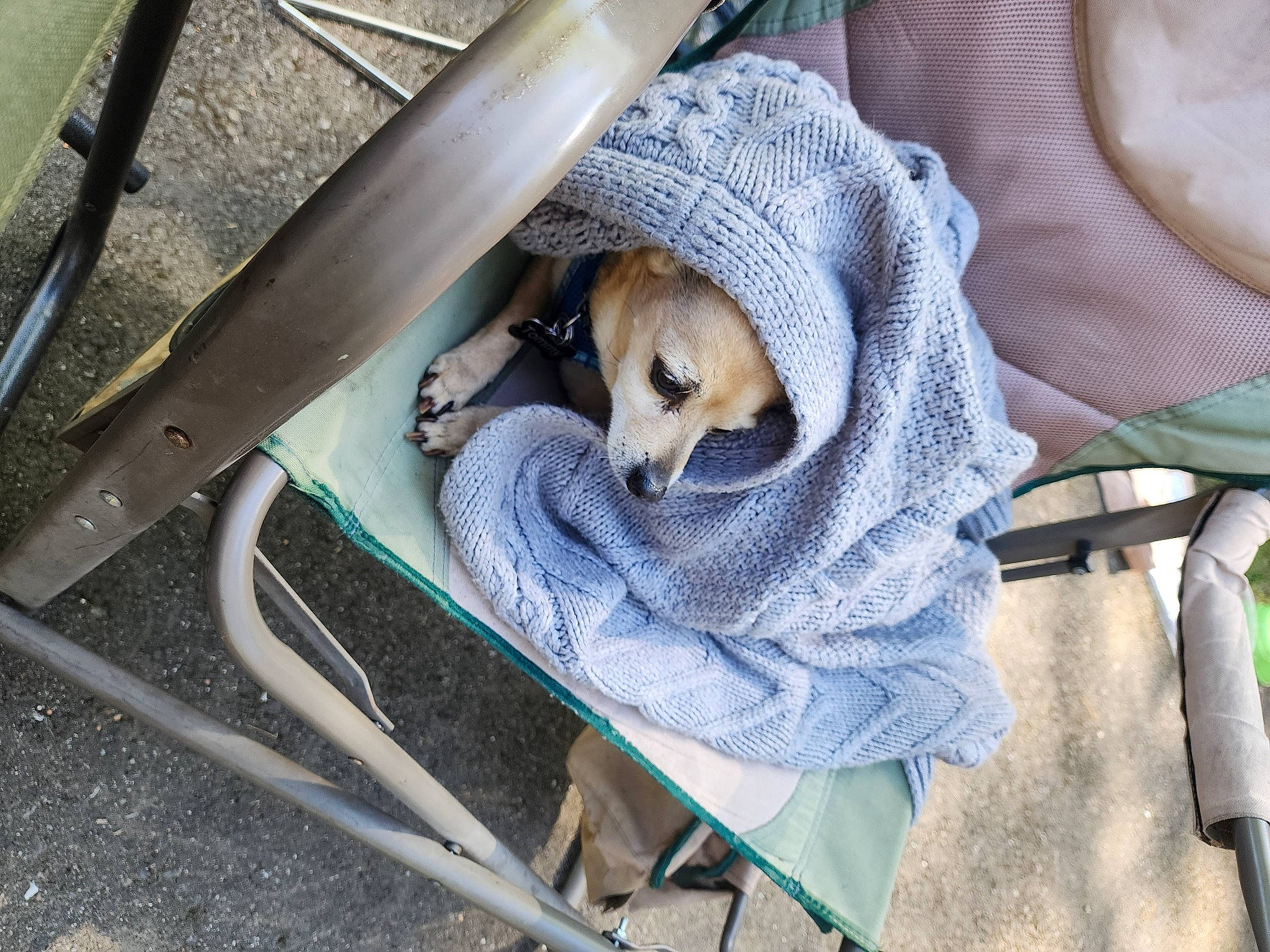 Tommy joined the competition — help win amazing prizes! auto_part, baby_carriage, baby_products, bag, carnivore, cat, comfort, electric_blue, fashion_accessory, fawn, felidae, fur, grass, luggage_and_bags, metal, sitting, small_to_medium_sized_cats, steel, wood, wool