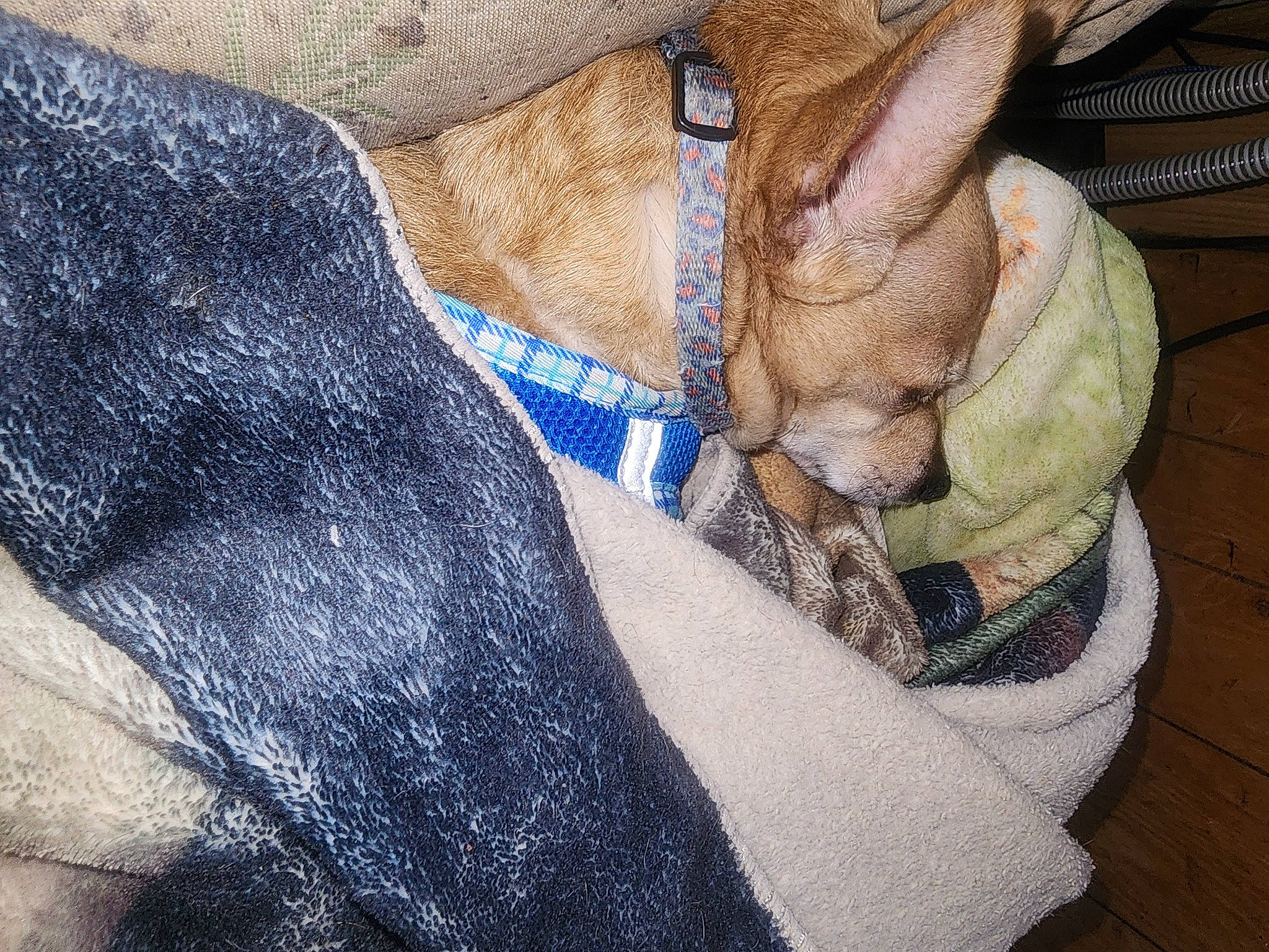 Tommy joined the competition — help win amazing prizes! carnivore, collar, comfort, companion_dog, denim, dog, dog_breed, electric_blue, fawn, felidae, fur_clothing, human_leg, liver, pattern, sleeve, small_to_medium_sized_cats, snout, sporting_group, textile, whiskers