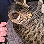 cat, tabby, pet, feline, animal, fur, whiskers, bed, cozy, resting, indoor, soft, human_hand, close_up, striped, cute, domestic, sleeping, comfort, furry