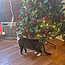 cat, tabby_cat, christmas_tree, pinecones, red_berries, christmas_lights, wooden_floor, indoor, holiday_decoration, pet, animal, curious, feline, standing, decorated_tree, festive, home_interior, floor, tree_stand, lighting