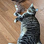 cat, tabby, pet, animal, indoor, wooden_floor, plush_toy, owl_toy, relaxed, lying_down, feline, whiskers, paws, striped, fur, cute, domestic_cat, playful, resting, cozy