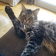 Chupachups participe au concours pour gagner de l'argent avec cette photo : cat, tabby, fluffy, paw, stretching, couch, indoor, living_room, wood_floor, window, sunlight, furniture, relaxing, pet, whiskers, ears, fur, home, cozy, domestic_animal