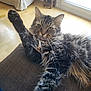 cat, tabby, fluffy, paw, stretching, couch, indoor, living_room, wood_floor, window, sunlight, furniture, relaxing, pet, whiskers, ears, fur, home, cozy, domestic_animal