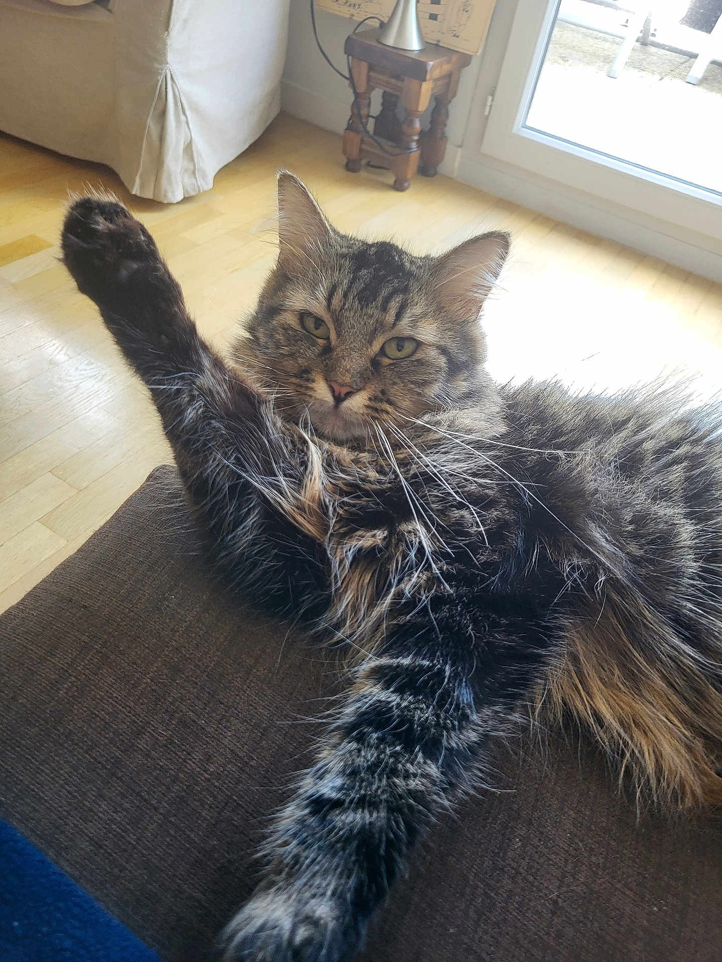 Chupachups participe au concours pour gagner de l'argent avec cette photo : cat, tabby, fluffy, paw, stretching, couch, indoor, living_room, wood_floor, window, sunlight, furniture, relaxing, pet, whiskers, ears, fur, home, cozy, domestic_animal