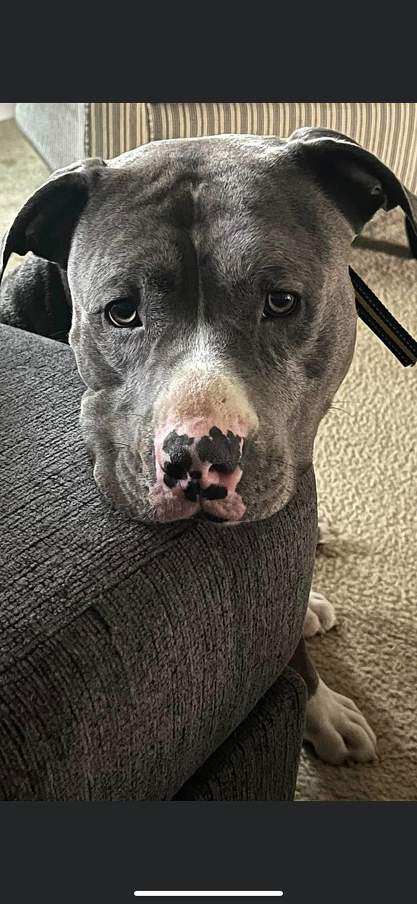 Loki joined the competition — help win amazing prizes! canidae, carnivore, collar, companion_dog, dog, dog_breed, fawn, fur, grey, guard_dog, non_sporting_group, pet_supply, snout, sporting_group, terrestrial_animal, whiskers, working_animal, working_dog