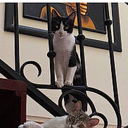 Sofi Mia is registered to the contest to win money with this photo: cat, cats, staircase, iron_railings, indoor, pet, animal, black_and_white_cat, tabby_cat, curious, looking_at_camera, feline, resting, standing, home, painting, wall, wood, paw, ears