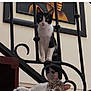 cat, cats, staircase, iron_railings, indoor, pet, animal, black_and_white_cat, tabby_cat, curious, looking_at_camera, feline, resting, standing, home, painting, wall, wood, paw, ears