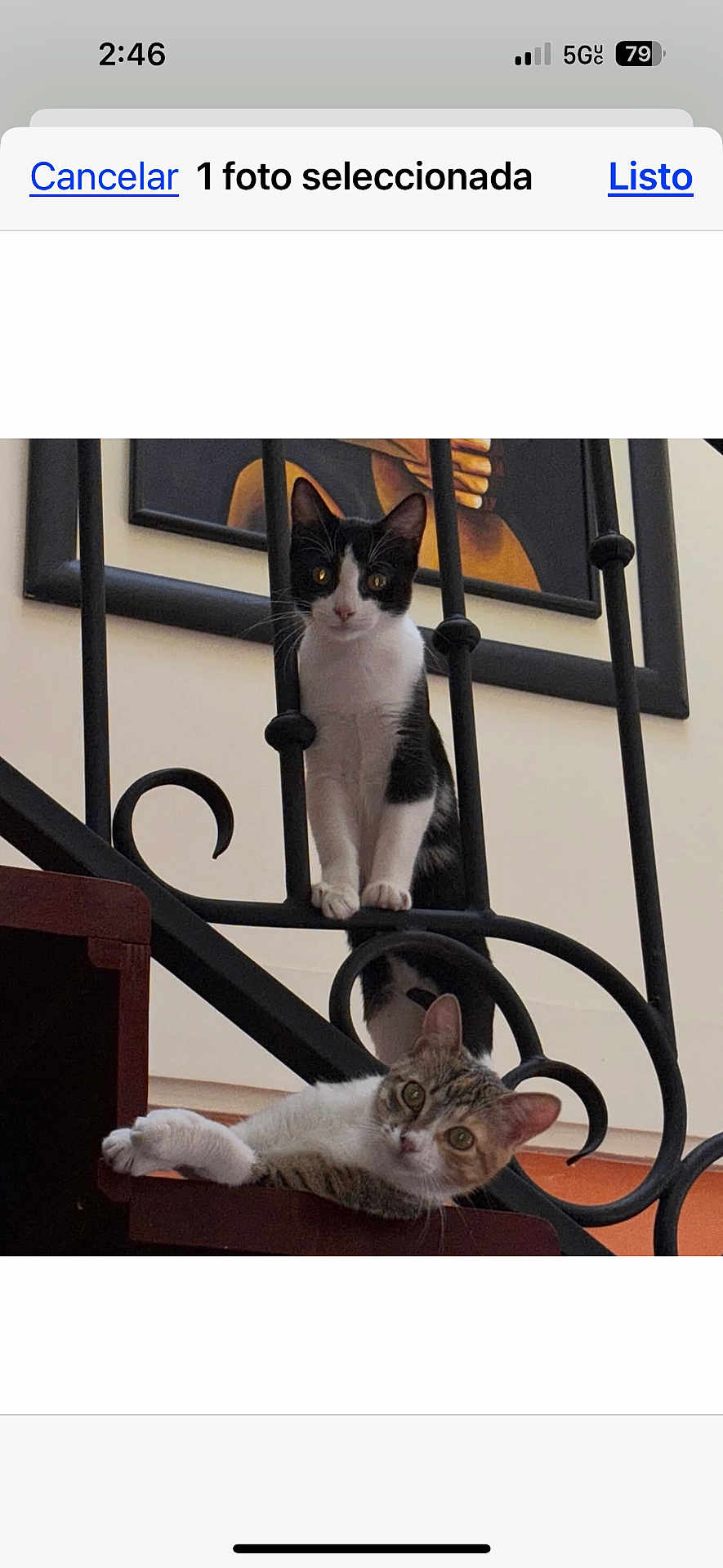 Sofi Mia is registered to the contest to win money with this photo: cat, cats, staircase, iron_railings, indoor, pet, animal, black_and_white_cat, tabby_cat, curious, looking_at_camera, feline, resting, standing, home, painting, wall, wood, paw, ears