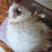 Chaussette participe au concours pour gagner de l'argent avec cette photo : cat, fluffy, blue_eyes, feline, pet, indoor, cushion, wicker_chair, relaxed, close_up, whiskers, fur, domestic_animal, resting, cute, animal_portrait, soft_texture, household, comfort, cozy